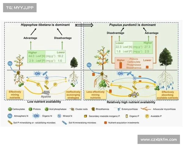提升FIFA联赛排名的有效策略及实施过程中需要注意的关键因素